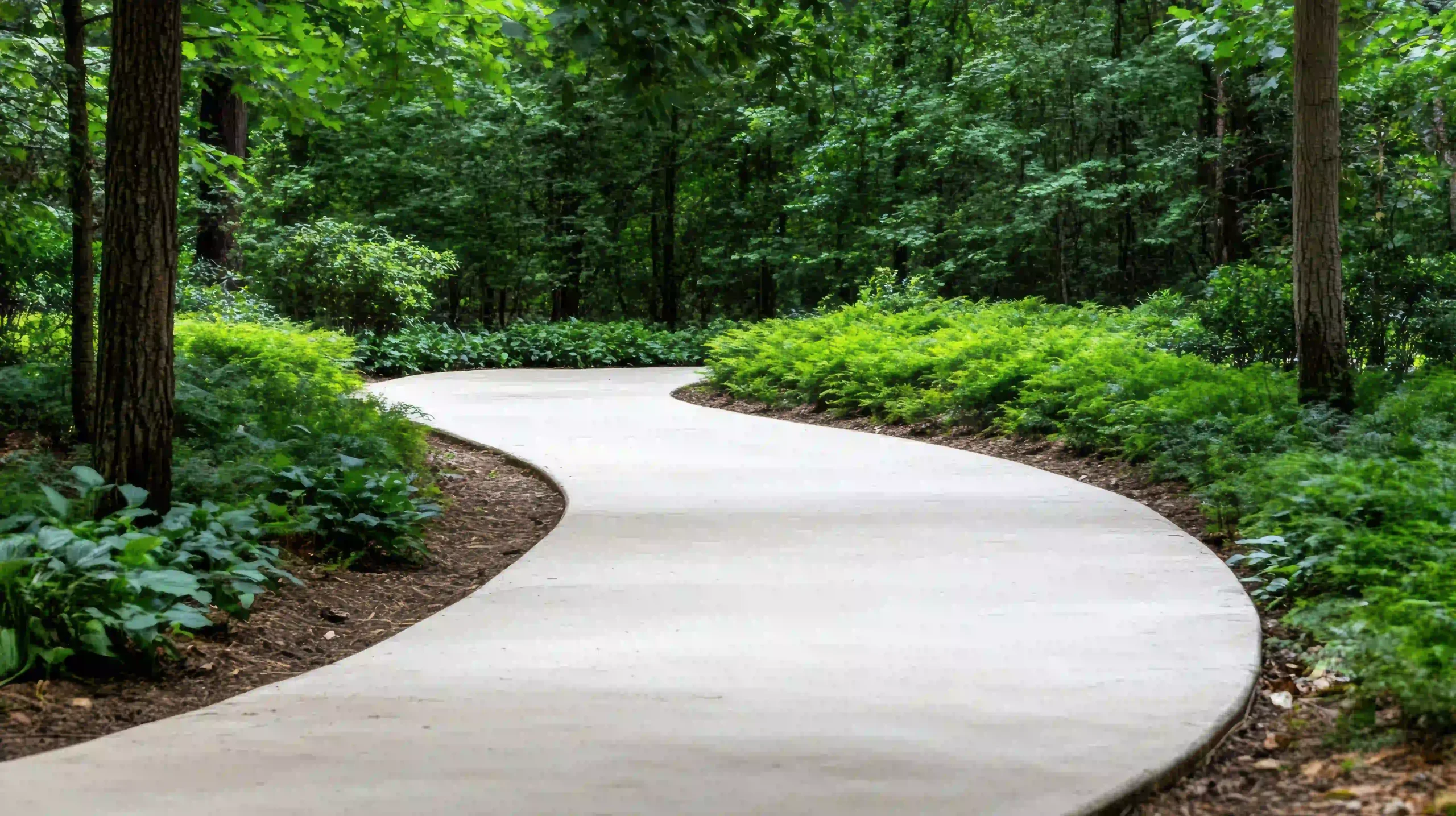 a walkway in a forest with trees and plants free photo
